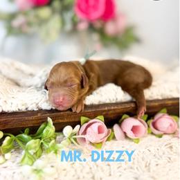 Boy 2 - Red  male Goldendoodle puppy in Anderson, South Carolina from Brinkerhoff Doodle Farm