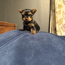 Weazel's Girl - Black and tan female Yorkshire Terrier puppy in Boone, North Carolina from Coffeycup Yorkies
