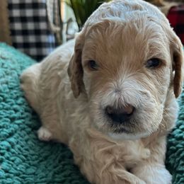 Girl 2 - Goldendoodle puppy in Christiana, Tennessee from Rechlicz Family Doodles