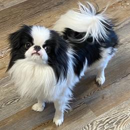 Judge - Japanese Chin