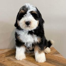 Daisy - Tri-color female Bernedoodle puppy in Horseshoe Bend, Idaho from Over the Moon Poodles and Doodles