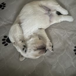 Golden Retriever Puppies from Journeyman Goldens