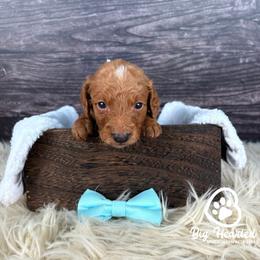 Loot - Chocolate male Goldendoodle puppy in Utah County, Utah from Big Hearted Breeders