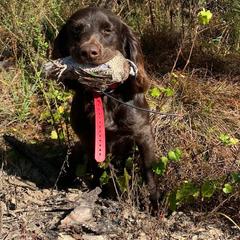 Smoke - Boykin Spaniel