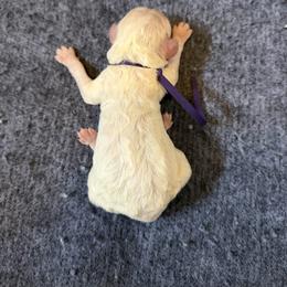 Vivian - Parti female Poodle puppy in Washington, Pennsylvania from Patriotic Poodles