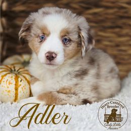 Adler - Red merle male Miniature Australian Shepherd puppy in Ennis, Texas from God’s Little Aussies