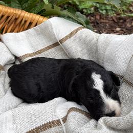 Nova - female Australian Mountain Doodle puppy in Tryon, North Carolina from Melrose Mountain Farm