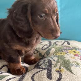 Dachshund Puppies from Sissy’s Miniature Dachshunds