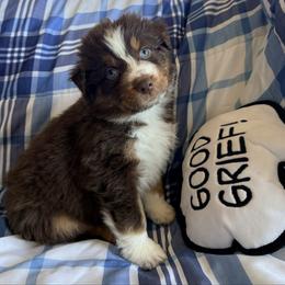 Peter - Red tri-color male Australian Shepherd puppy in Atkinson, Illinois from Diamond Ridge Aussies