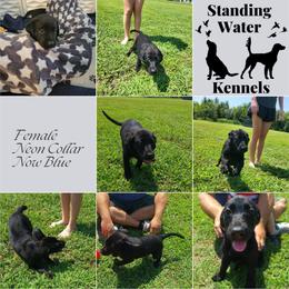 Labrador Retriever Puppies from Standing Water Kennels