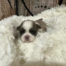 Pebbles - Liver and white female Shih Tzu puppy in Bethpage, Tennessee from Tennessee's Treasured Shih Tzus