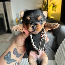 Blue boy - Black and tan male Yorkshire Terrier puppy in Las Vegas, Nevada from Lala’s Pups