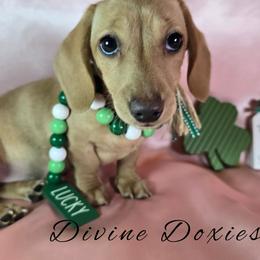 Maple English Cream AKC - Cream female Dachshund puppy in Kansas City, Missouri from Divine Doxies LLC