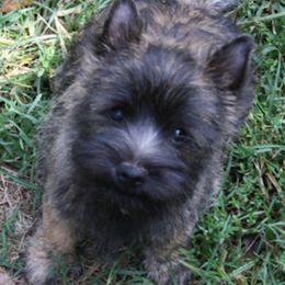 Cairn Terriers and Welsh Terriers from MoorGreen Terriers