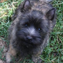 Cairn Terriers and Welsh Terriers from MoorGreen Terriers
