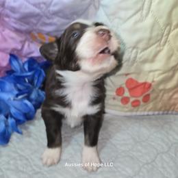 Boy 3 - male Australian Shepherd puppy in Lakeland, Florida from Aussies of Hope LLC