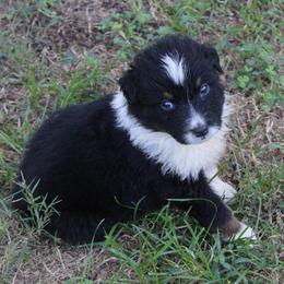 Chandler - Black tri-color male Australian Shepherd puppy in Kansas, Oklahoma from Windy G Farm