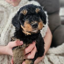 Zambezi Limpopo - Phantom female Bernedoodle puppy in Marshall, Michigan from Whispering Aspen Homestead