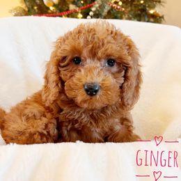 Ginger - Goldendoodle puppy from Supreme Doodles