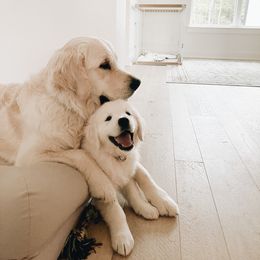 Golden Retriever Puppies from Claiborne Golden