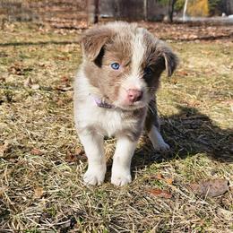 Violet - Lilac female Border Collie puppy in Cedar Springs, Michigan from Lyncroft Border Collies