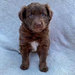 Cider - Red tri-color female Australian Shepherd puppy in Raleigh, North Carolina from Southern Tribute Farms