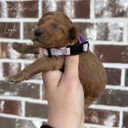 Girl 4 - Apricot female Goldendoodle puppy in Rienzi, Mississippi from Saddle Hill Farms