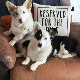 American Corgi and Pembroke Welsh Corgi Puppies from Beebe’s Corgis | Seven B Corgi Co