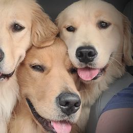 Golden Retrievers from Finnvarr's Legacy Golden Retrievers