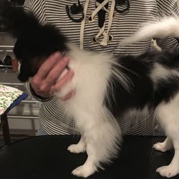 Papillon Puppies from Azure Papillons