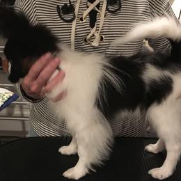 Papillon Puppies from Azure Papillons