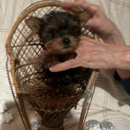 Sweetie - Black and tan female Yorkshire Terrier puppy in Orlando, Florida from Teacup Yorkie Love