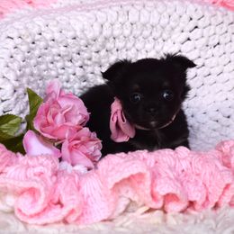 Mollie - Black and tan female Chihuahua puppy in Gloucester, Virginia from Charlotte's Web of Chihuahuas