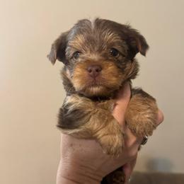 Chocolate female - Chocolate and tan female Yorkshire Terrier puppy in Milton, Florida from Sassenach Yorkie Kennels