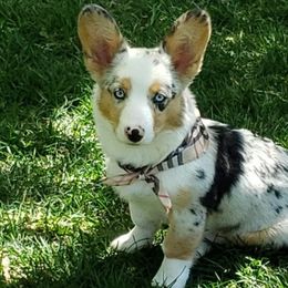 Cardigan Welsh Corgis from Wasatch Valley Cardigans