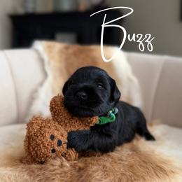 Buzz - Black male Miniature Schnauzer puppy in Victorville, California from West Coast Crown  Miniature Schnauzer