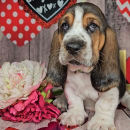 House Of The Dragon - Black white and brown male Basset Hound puppy in Rio Grande City, Texas from Hounds All Night