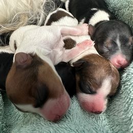 Yorkshire Terrier puppies from Little Bark Partí Yorks