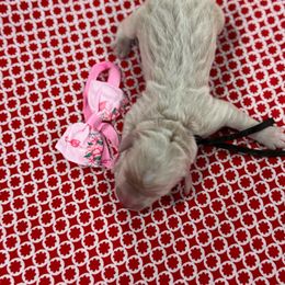 Roo - Cream male Goldendoodle puppy in Camden, North Carolina from Oopsie Doodles of NC