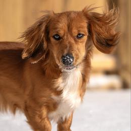 Kricket - Dachshund