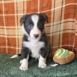 Rave - Blue male Border Collie puppy in Gary, Indiana from Lake Ridge Border Collies