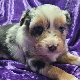 Callum - Blue merle male Miniature Australian Shepherd puppy in Deer Park, Washington from Rodeo Aussies