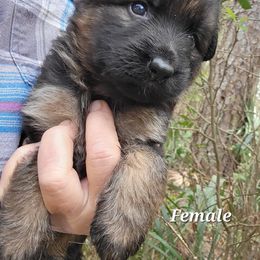 Berger Blanc Suisse and German Shepherd Puppies from Vom Hundhaus Shepherds