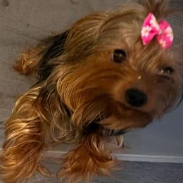 Rozie - Yorkshire Terrier