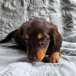 Bella - Chocolate and tan female Dachshund puppy in Lucedale, Mississippi from Hopper Road Miniature Dachshunds