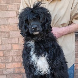 Zaia - Portuguese Water Dog