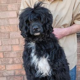 Zaia - Portuguese Water Dog