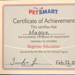 Goldendoodle Puppies from Plantation Puppies