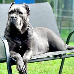 Reef our up and coming prodigy  - Cane Corso