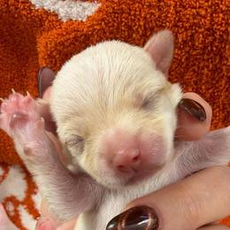 Winnie - Cream female Chihuahua puppy in Seneca, Missouri from Stephanie’s Puppy Colony
